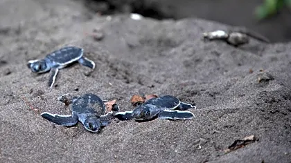 tortuguero-group-of-baby-green-turtles.jpg