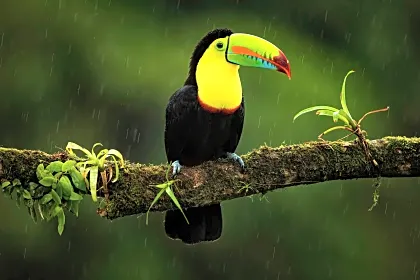 toucan-uvita-marino-ballena-park.jpg