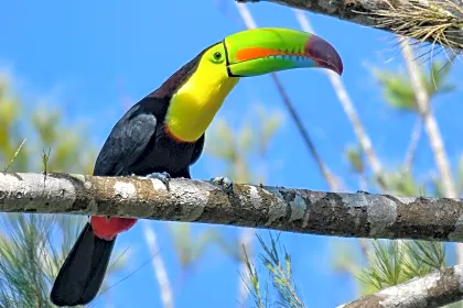 tucan-santa-teresa-wildlife.jpg