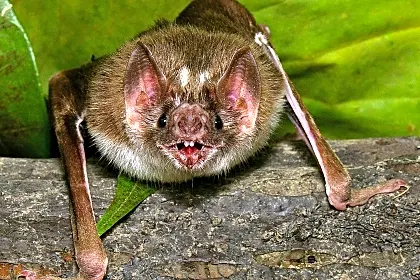 vampire-bat-wildlife.jpg
