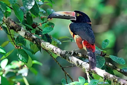 wildlife-birdwatching-on-cano-negro-by-boat-toucan-close-up-upala.jpg