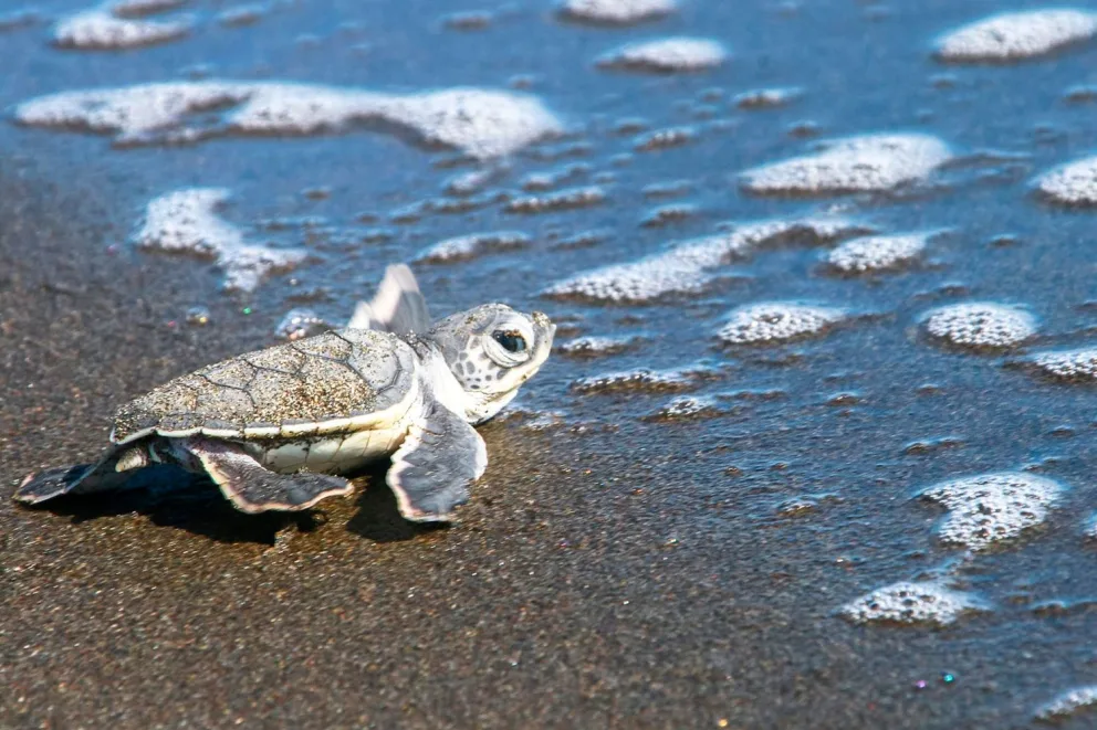 Costa Rica Unleashed: A Wild Adventure