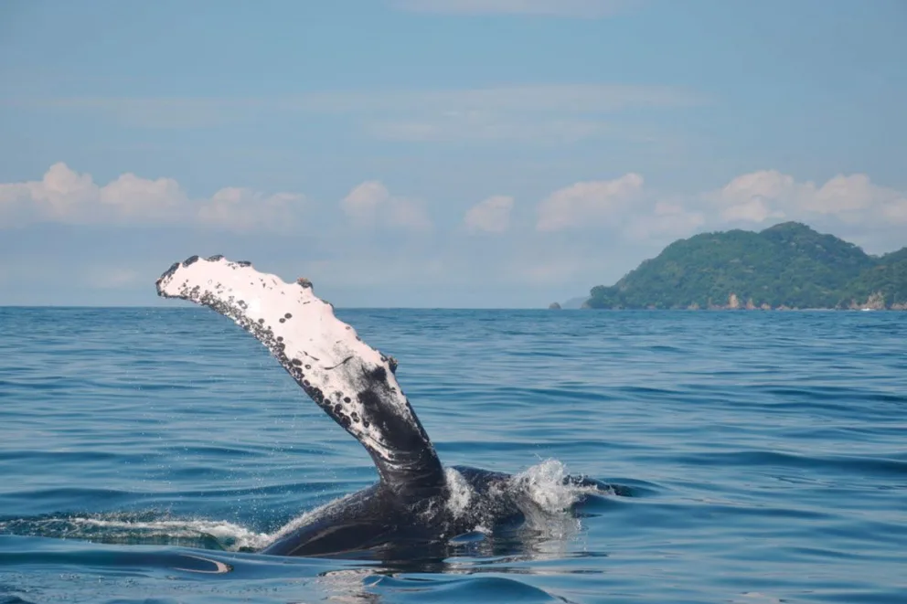 Whale Watching