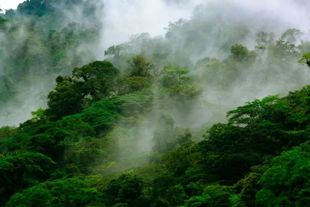 Monteverde Cloud Forest