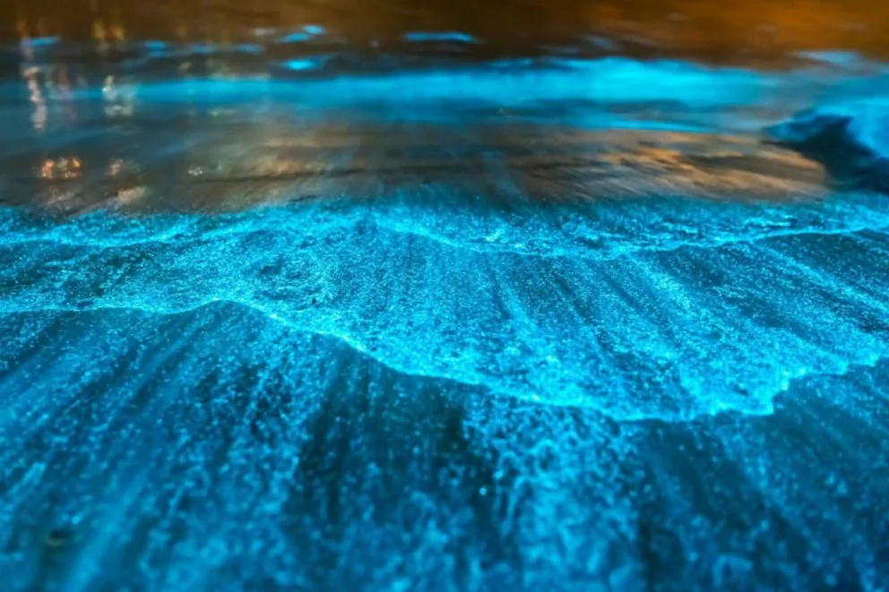 Bioluminescence