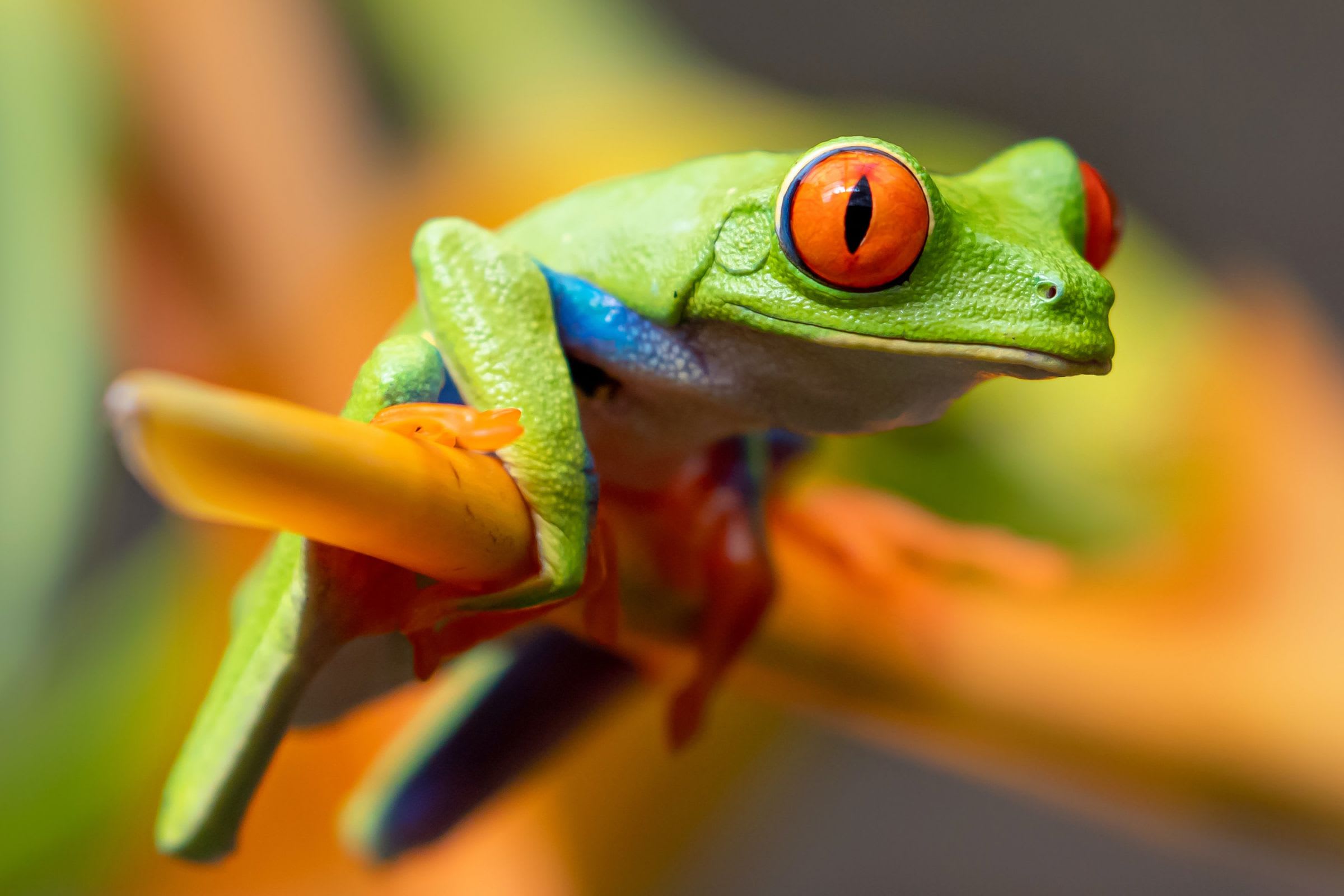 Fun Facts about the Red-Eyed Tree Frog