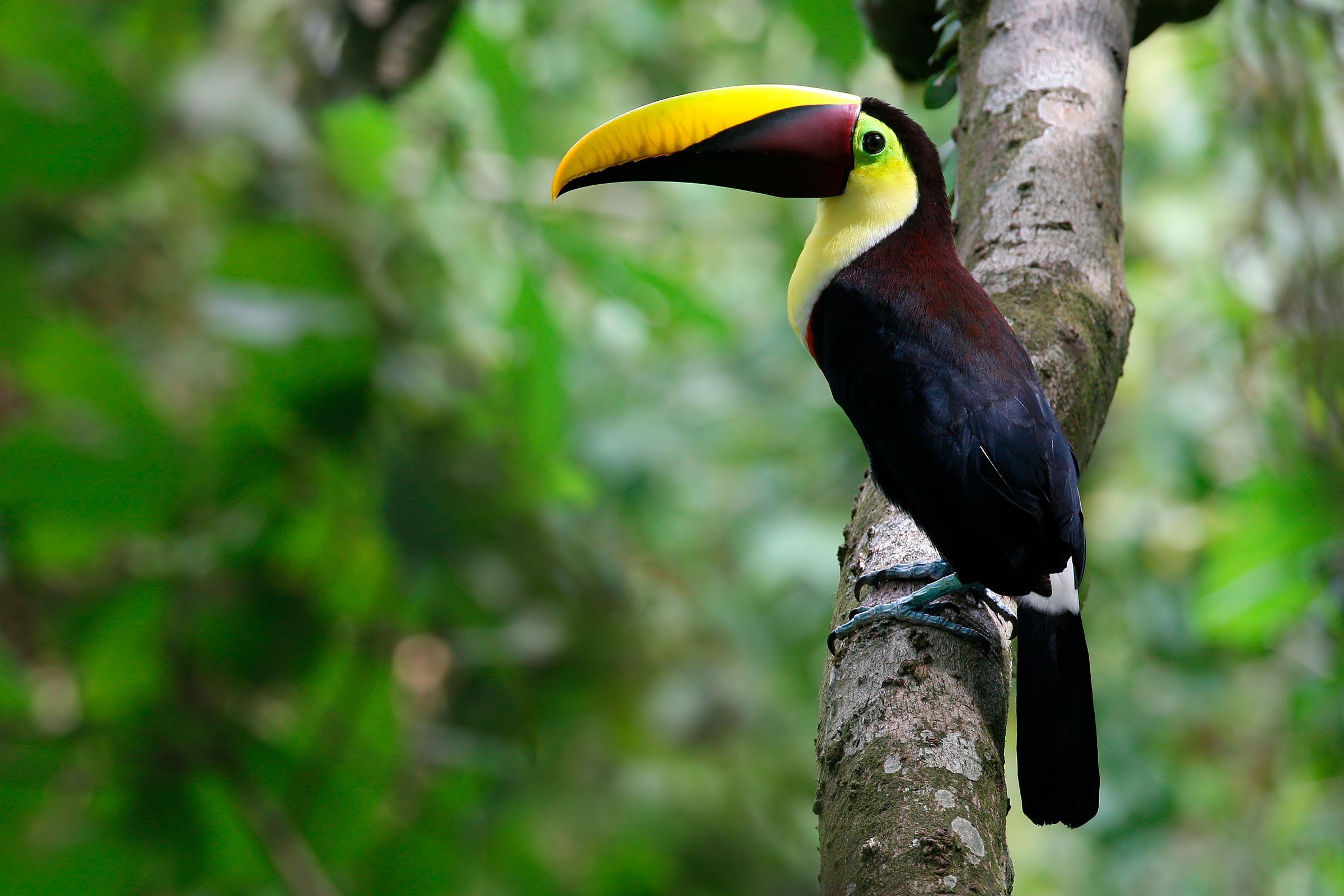 Species & Where to See Them