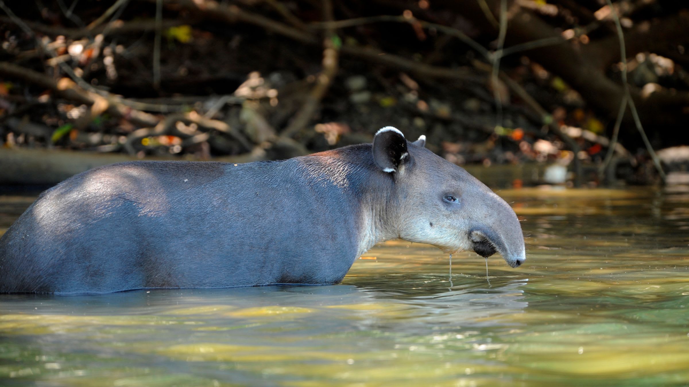 The Enigmatic Tapir of Costa Rica