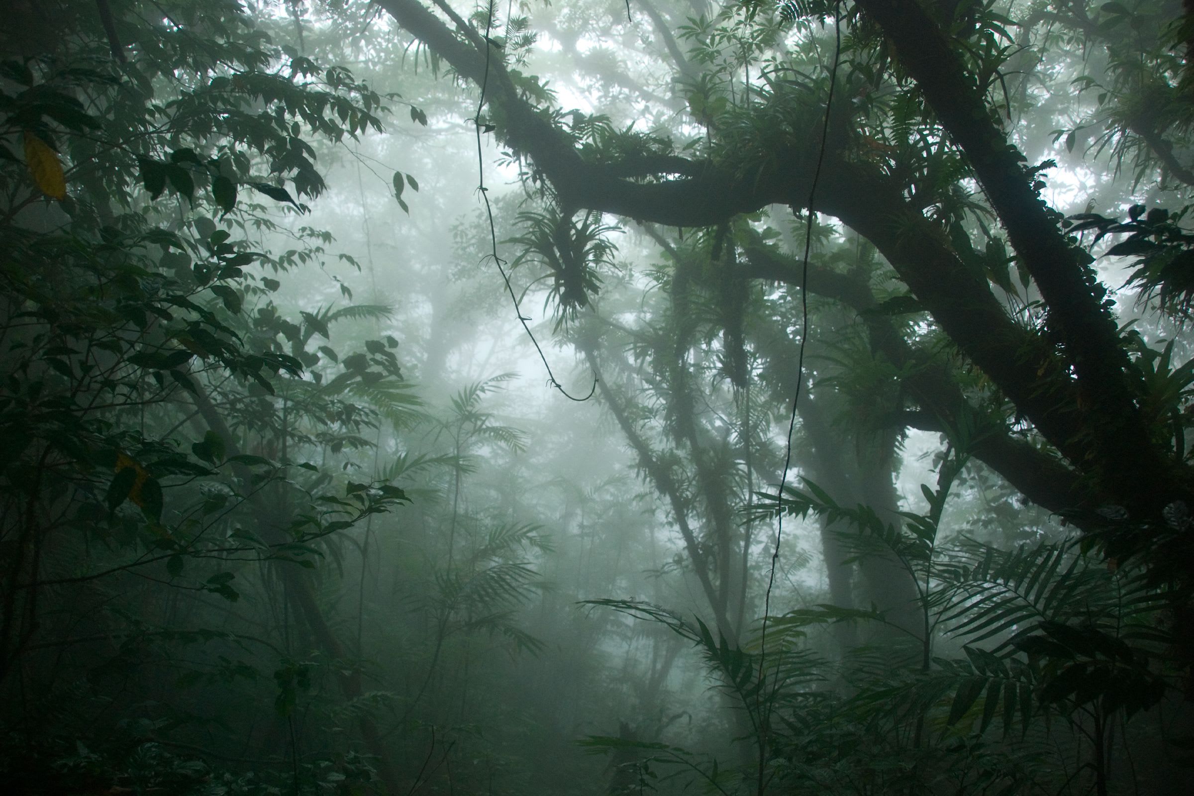 c. Cloud Forests: Tropical/Subtropical Montane Rainforests