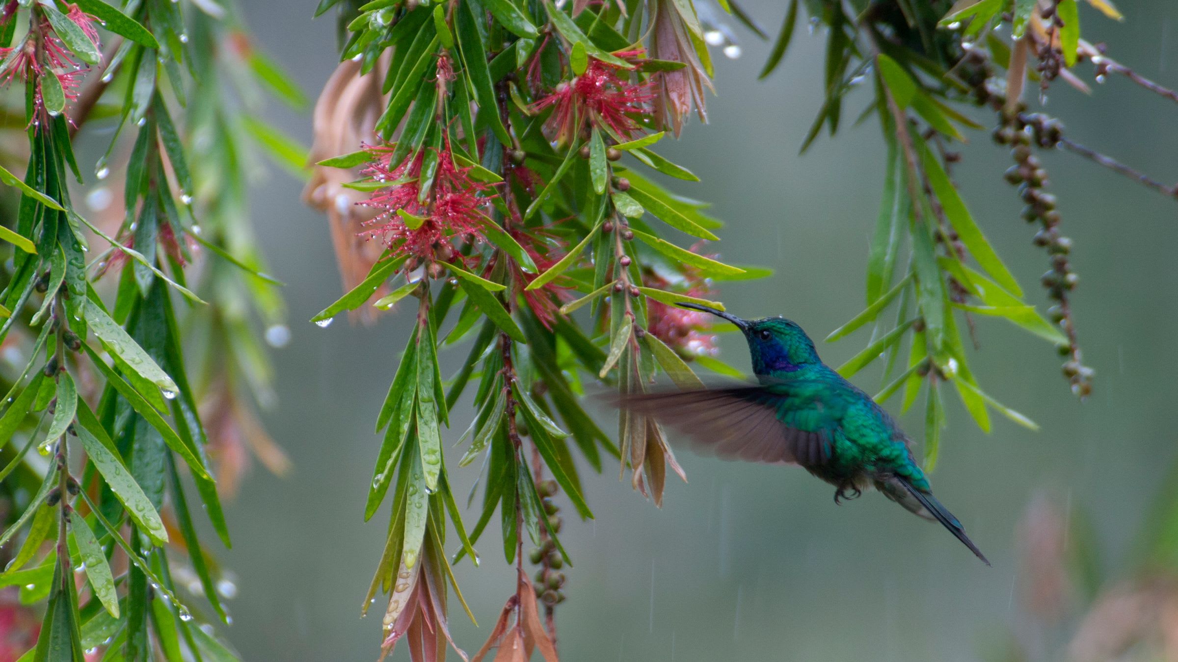 Hummingbirds
