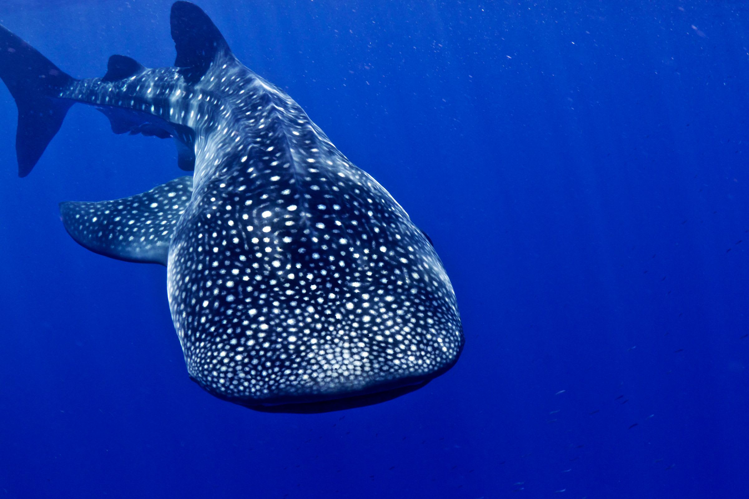Cocos Island