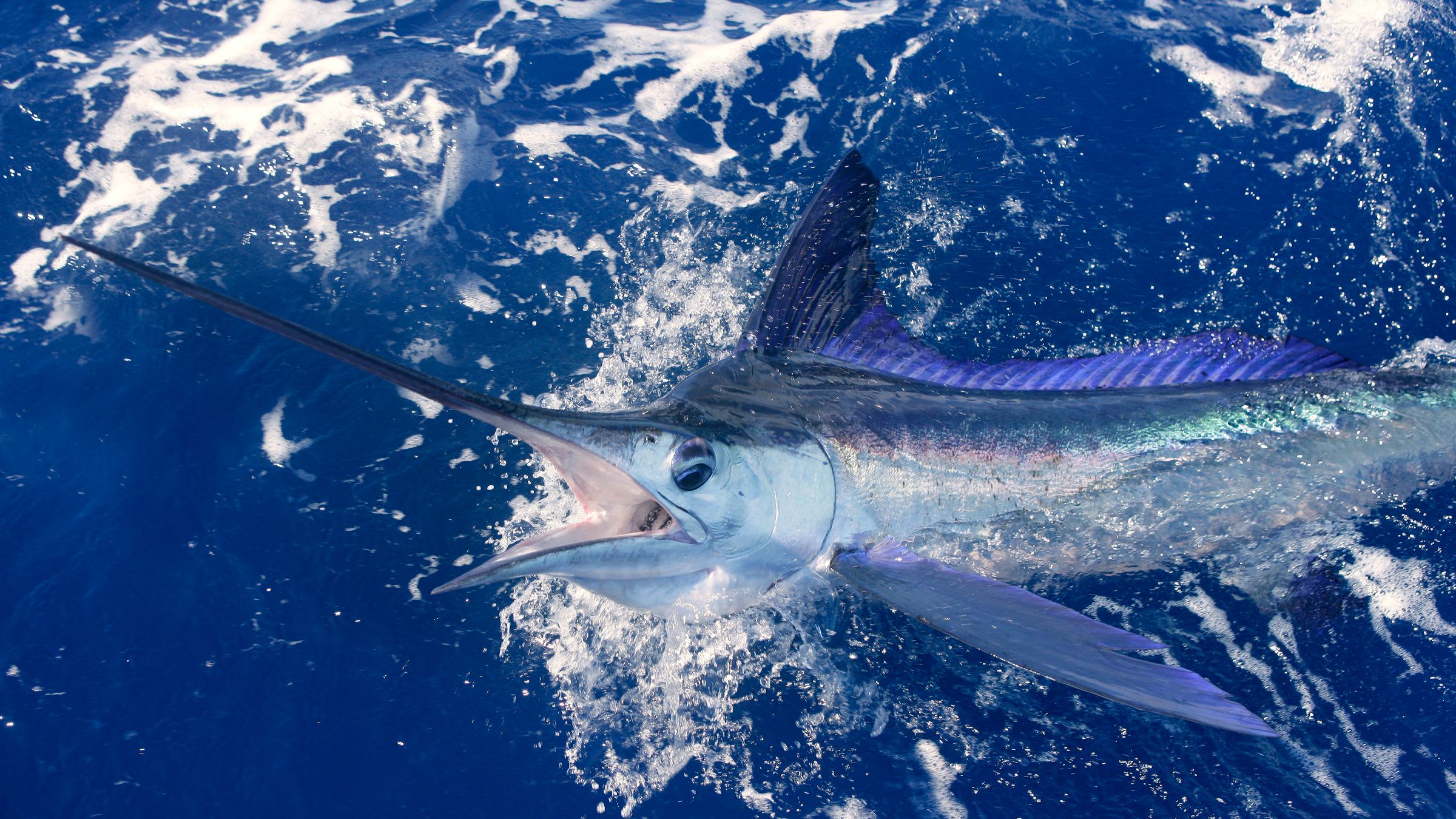 FADs Fishing in Costa Rica
