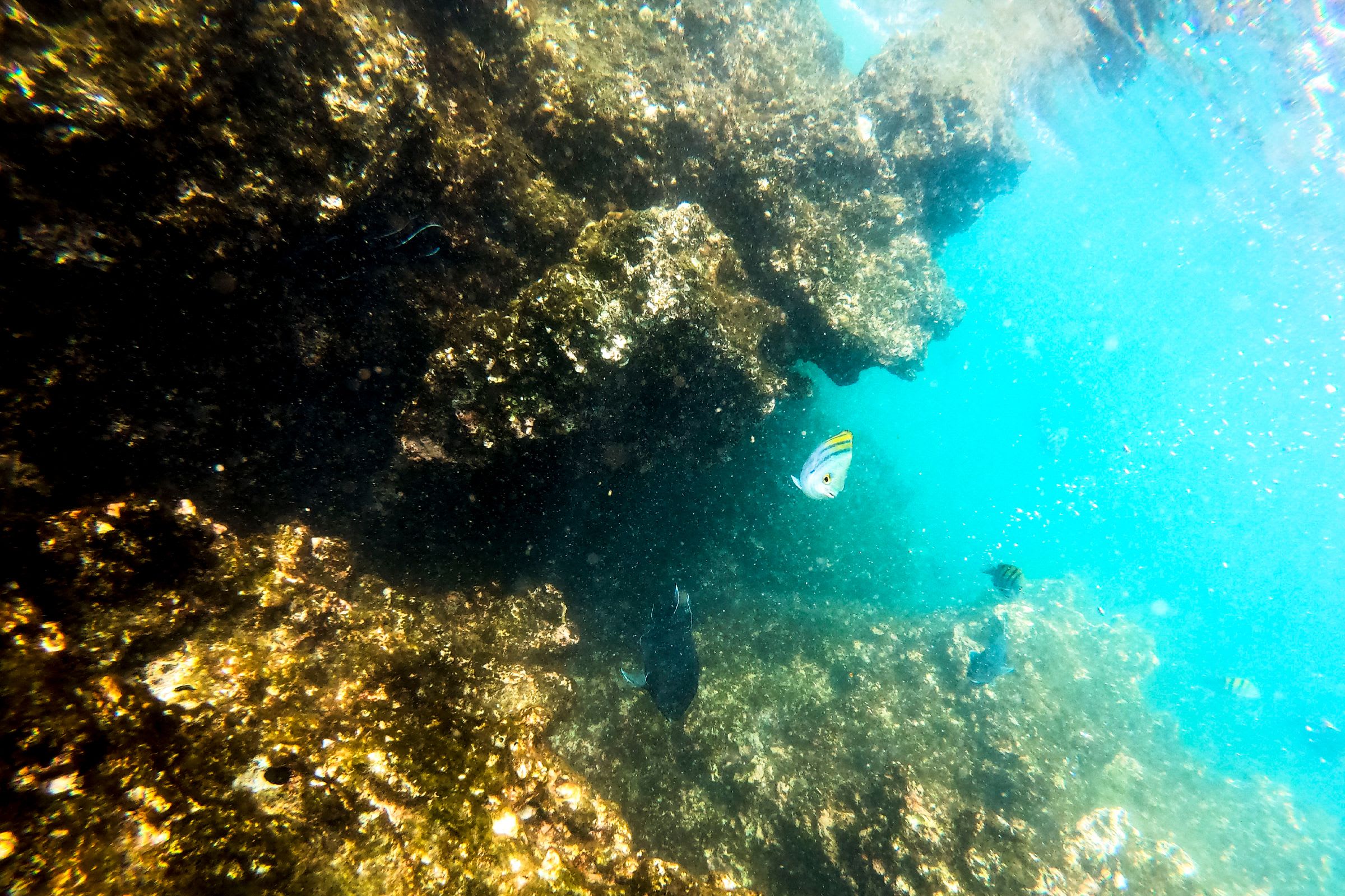 Coral Reefs Conservation Efforts in Costa Rica