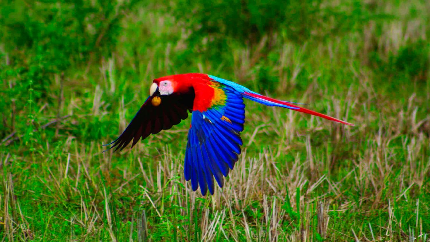 Best Time to Travel to Puerto Jimenez