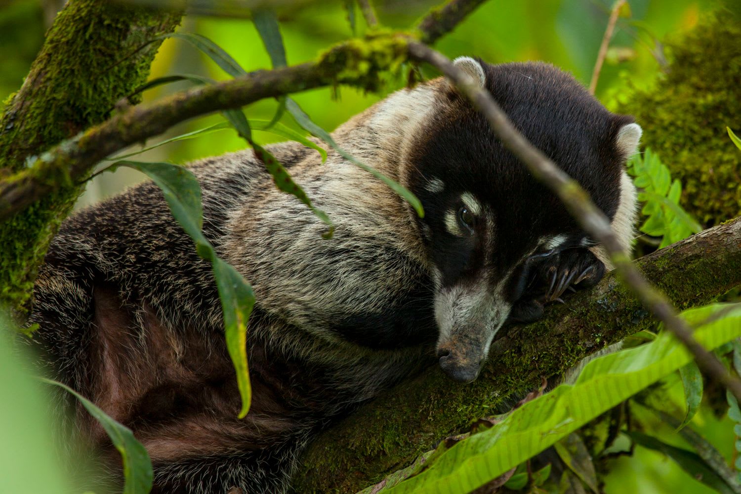 Feeding Habits and Social Dynamics
