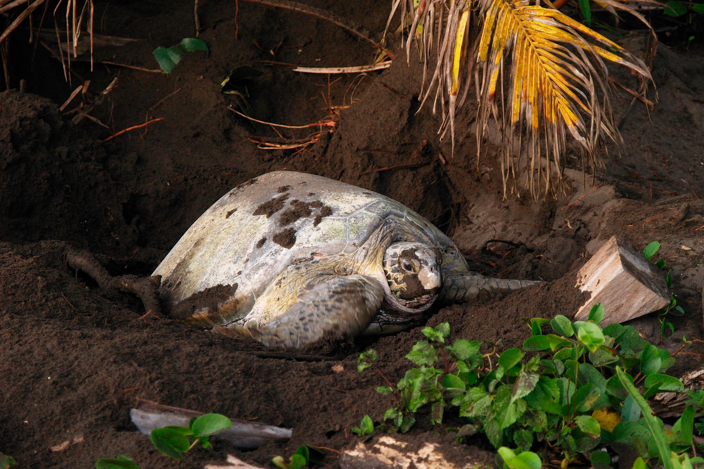 Las Baulas National Marine Park