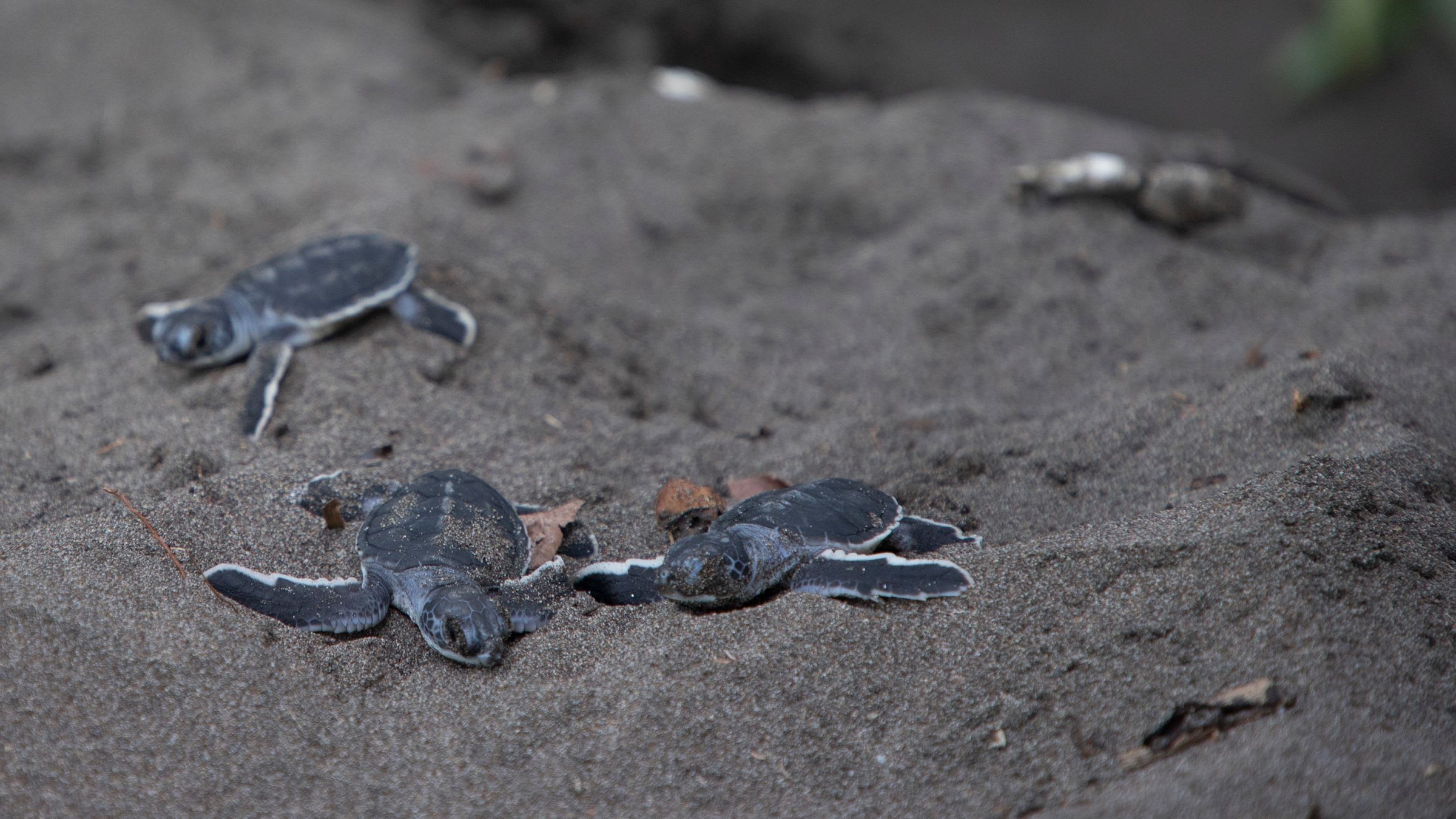 Sea Turtles, Monkeys, & Other Marine Wildlife in Costa Rica
