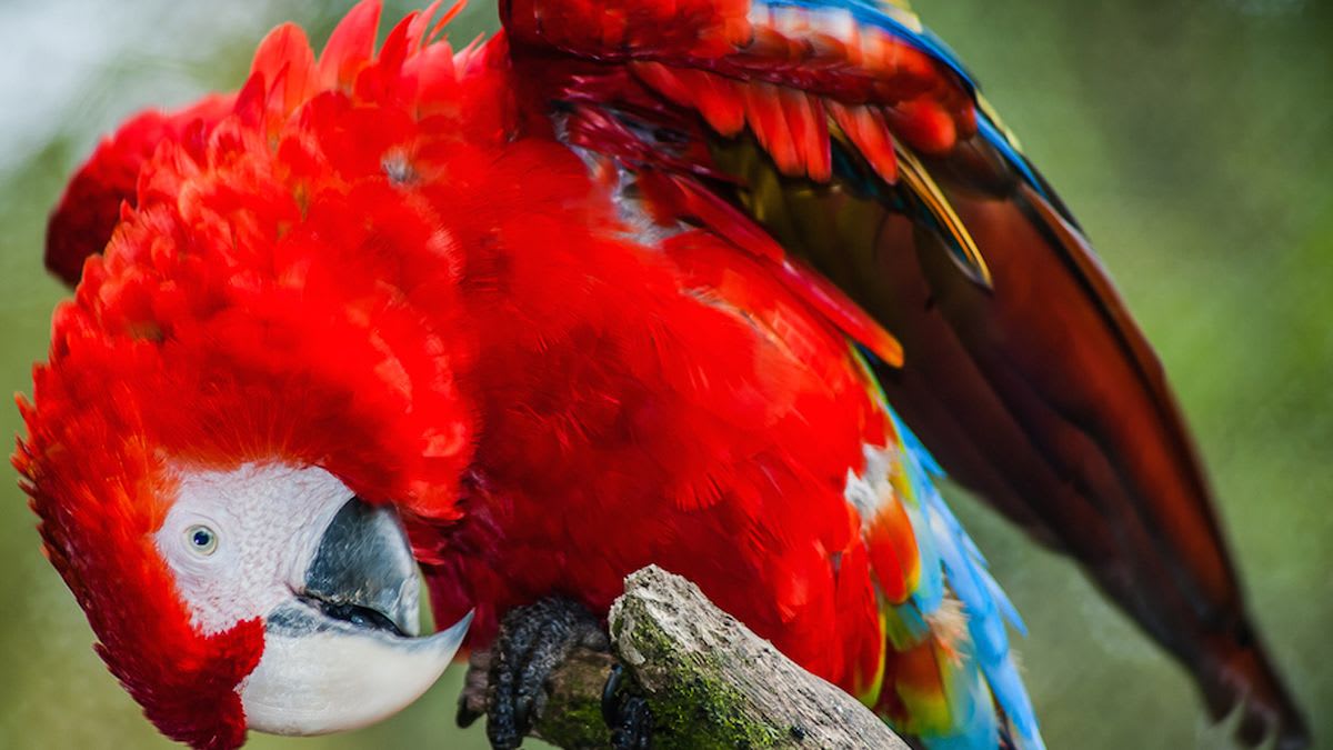 Macaws