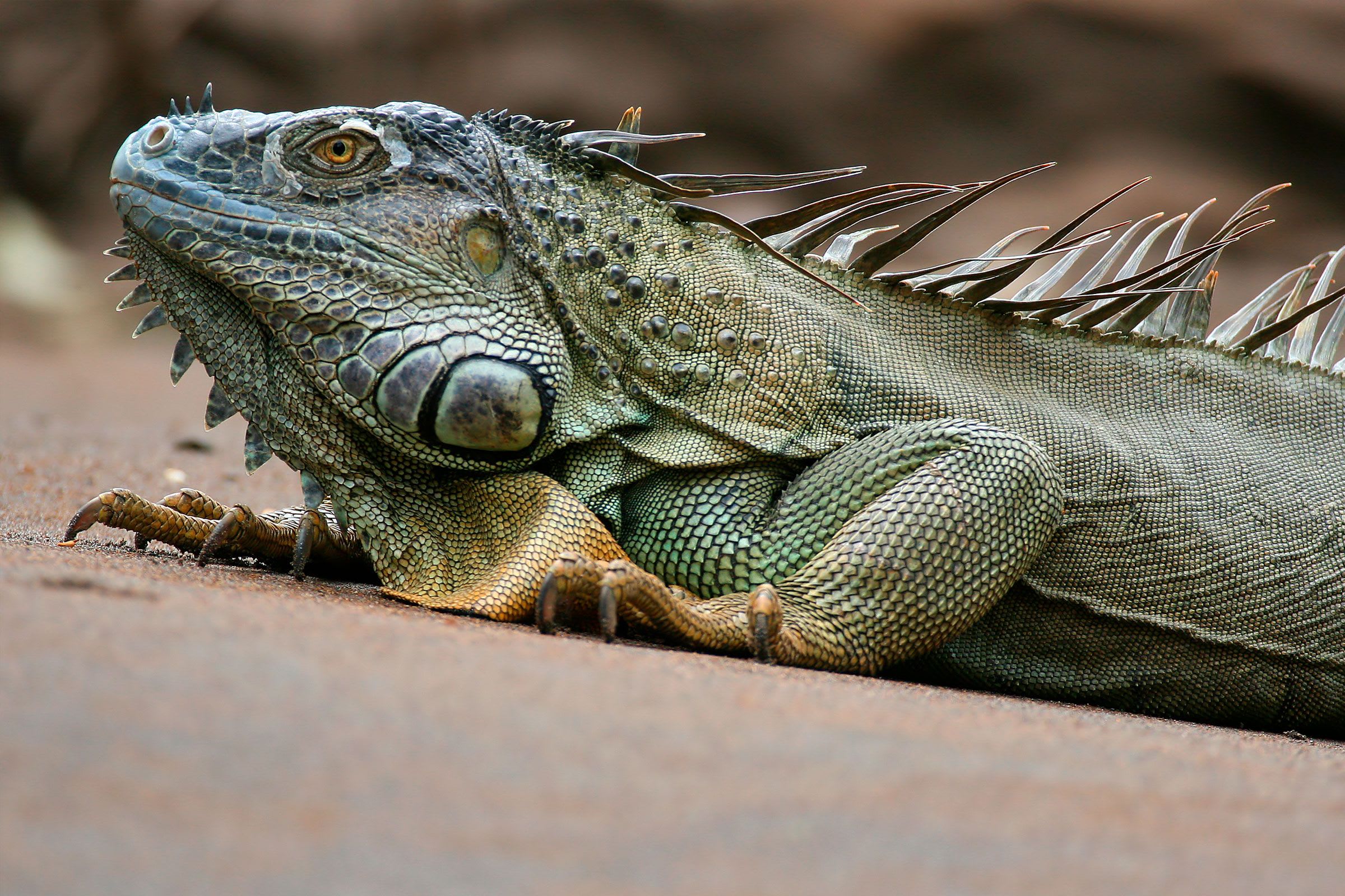 Iguanas and Other Lizards of Costa Rica