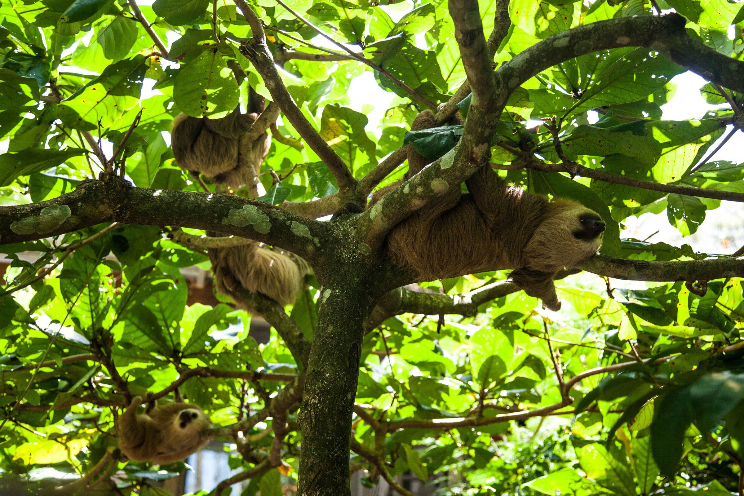 Where to See Sloths in Costa Rica