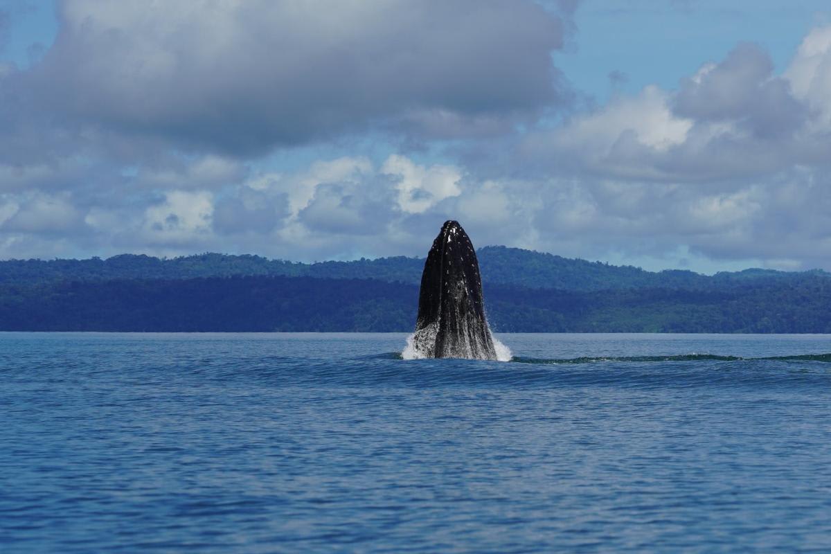 Discovering Nature: Costa Rica's October Wildlife Wonders