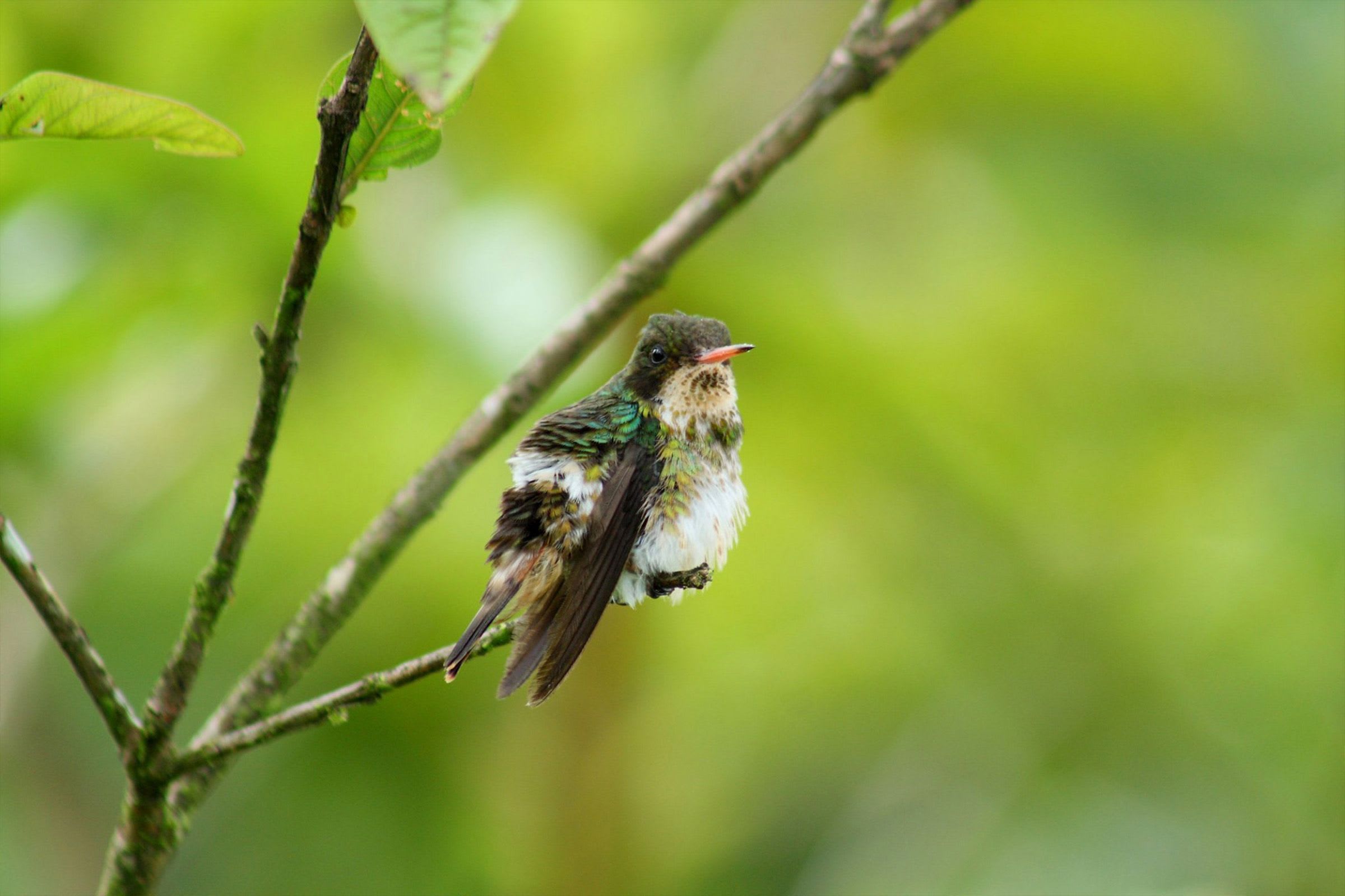 Why Are Paramos Important?