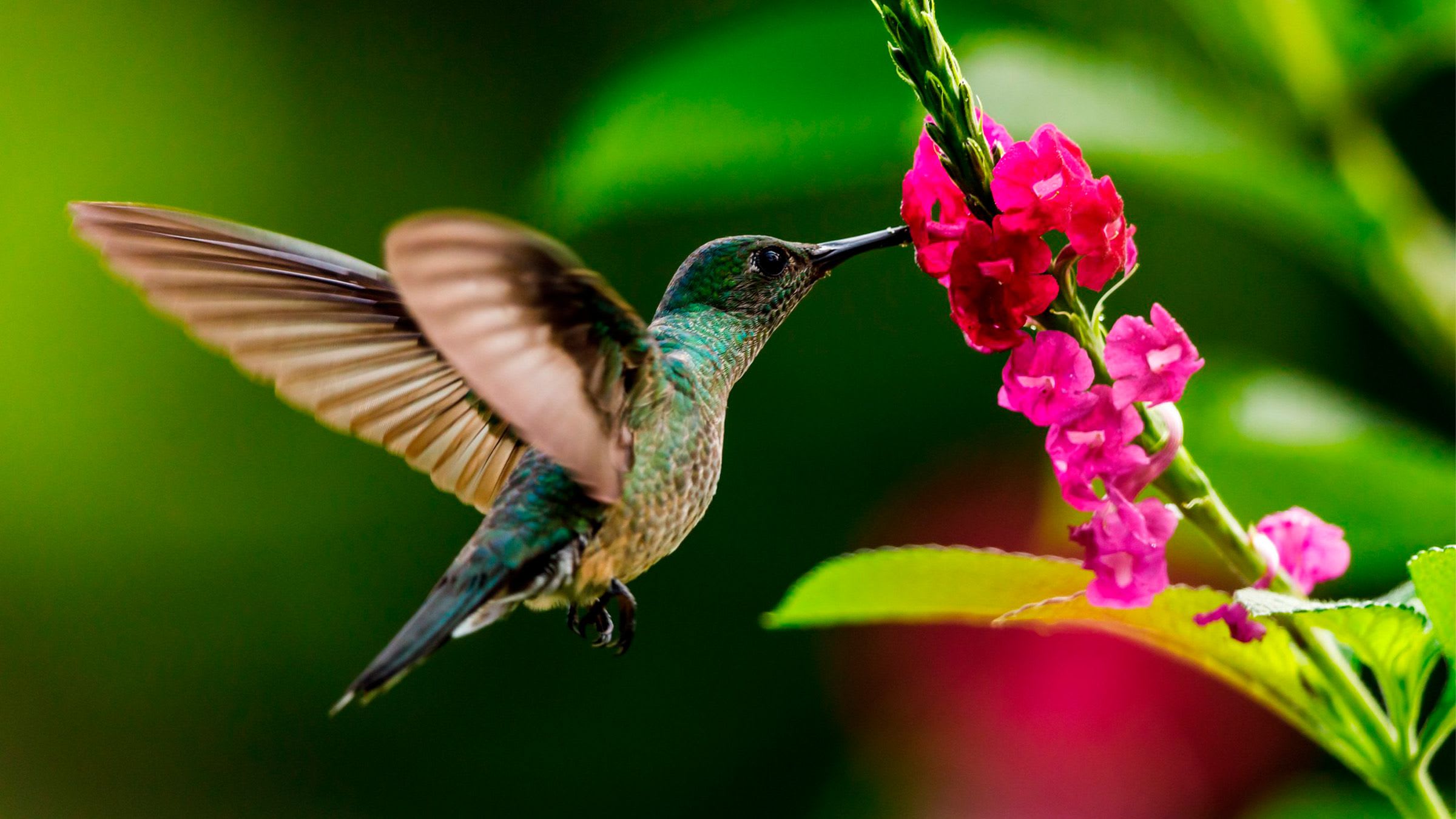 Fast Pollinators of the Forest