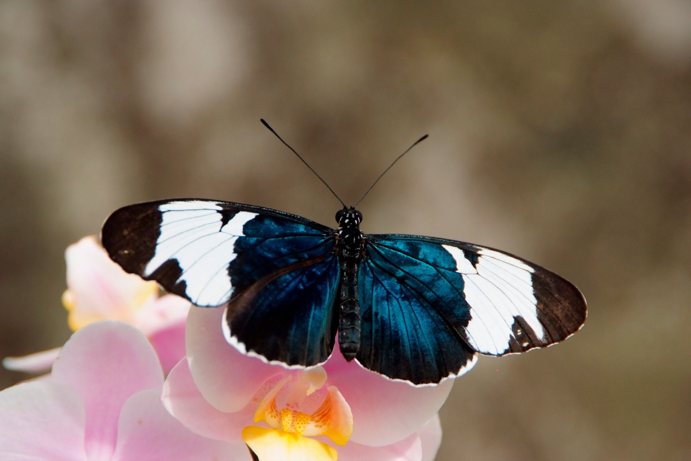 Fun Facts About Costa Rican Butterflies