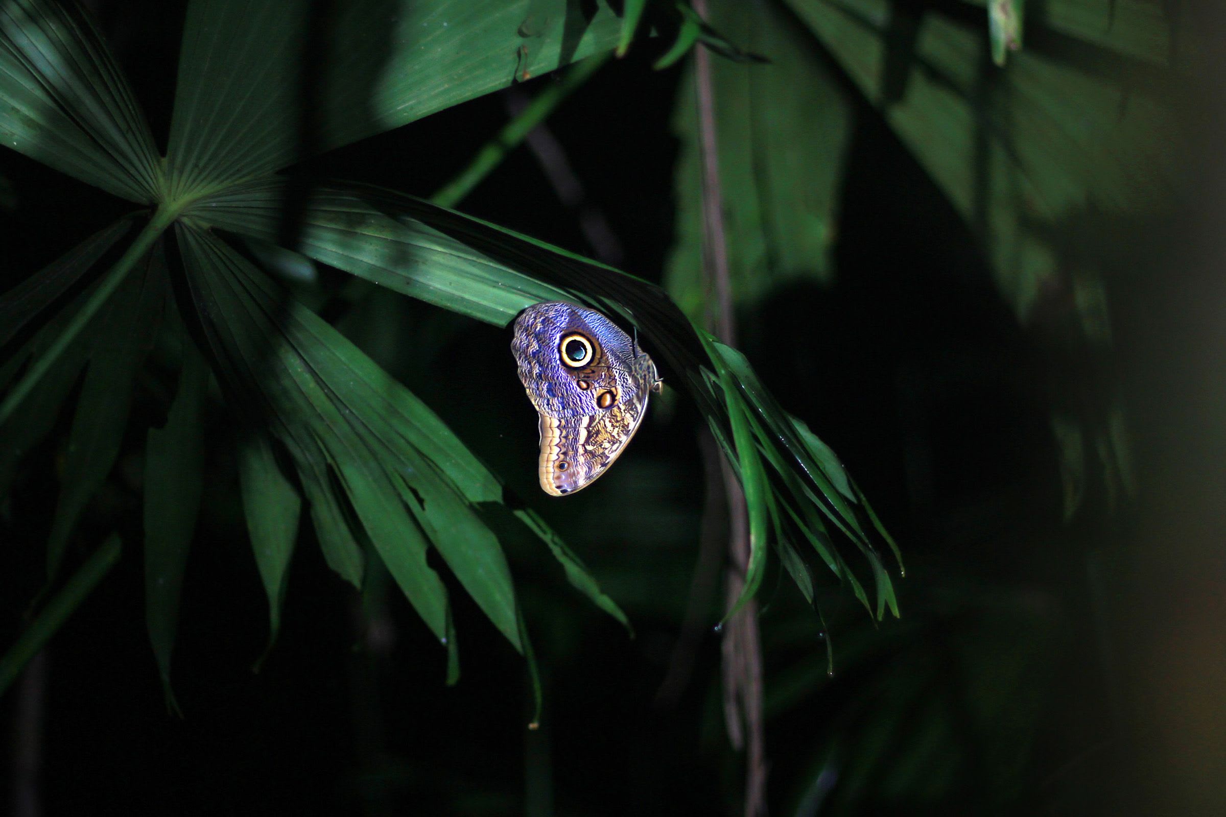 Costa Rica's Butterfly Species: A Brief Overview