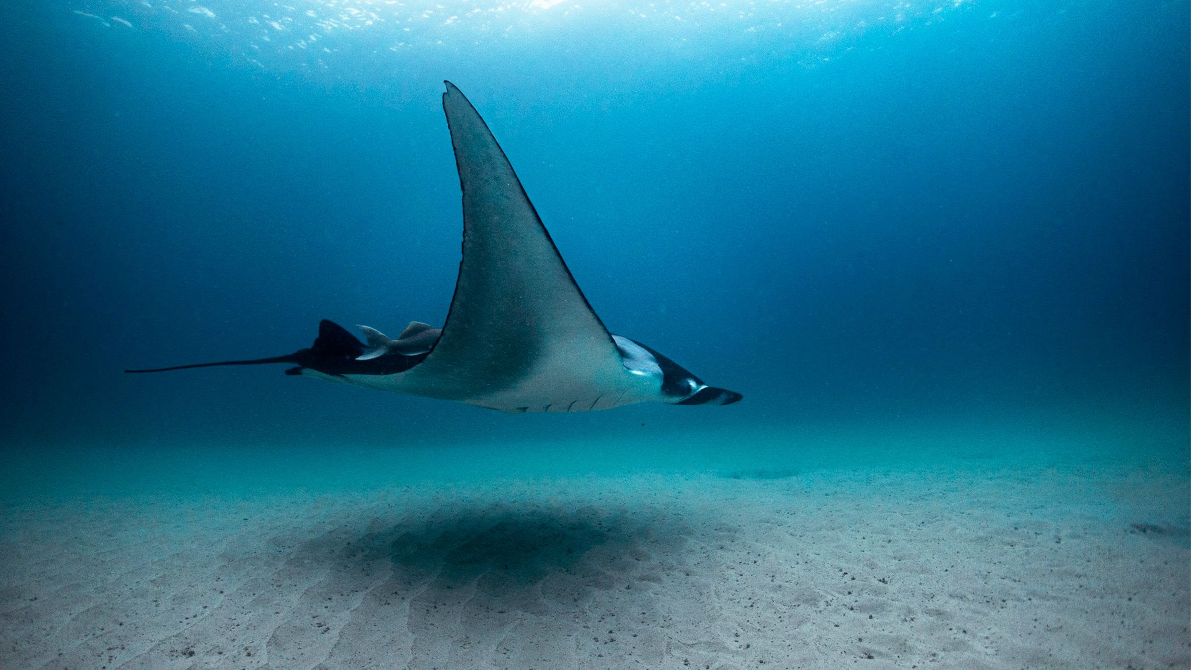 The Graceful Manta Ray Dance
