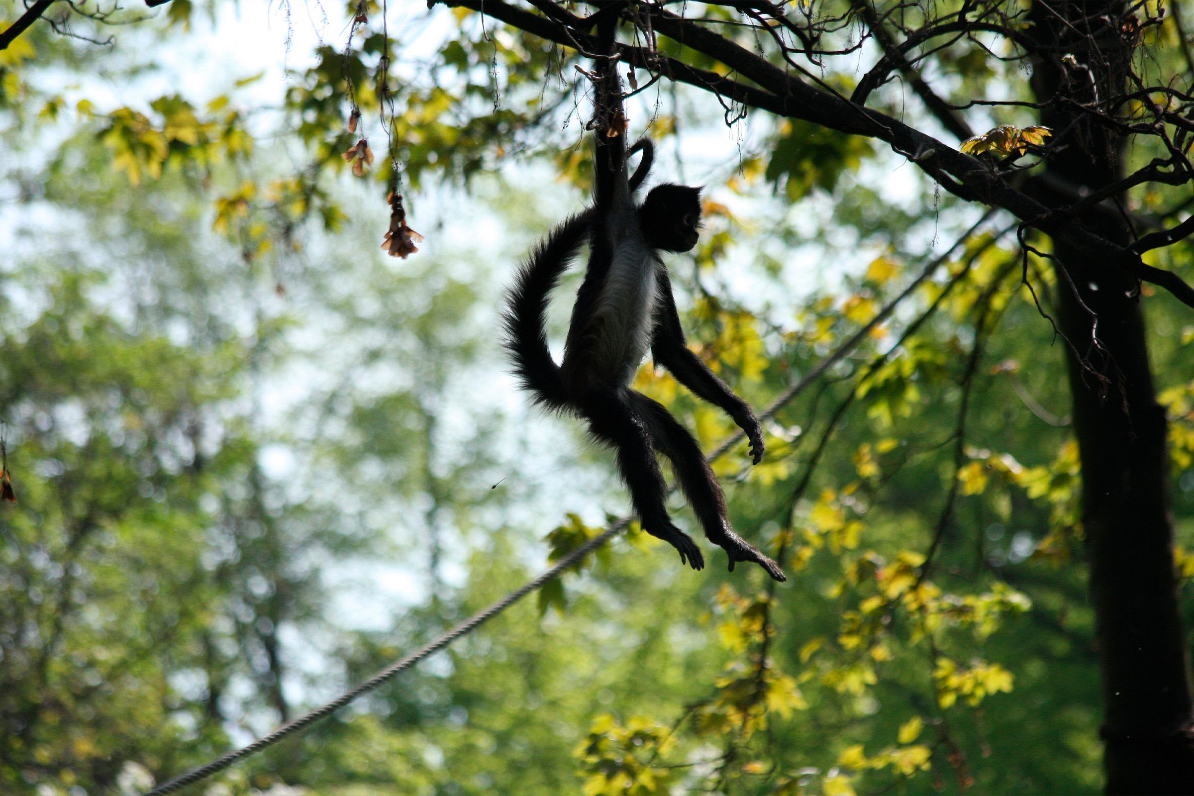 Osa Peninsula: Walk on the Wild Side