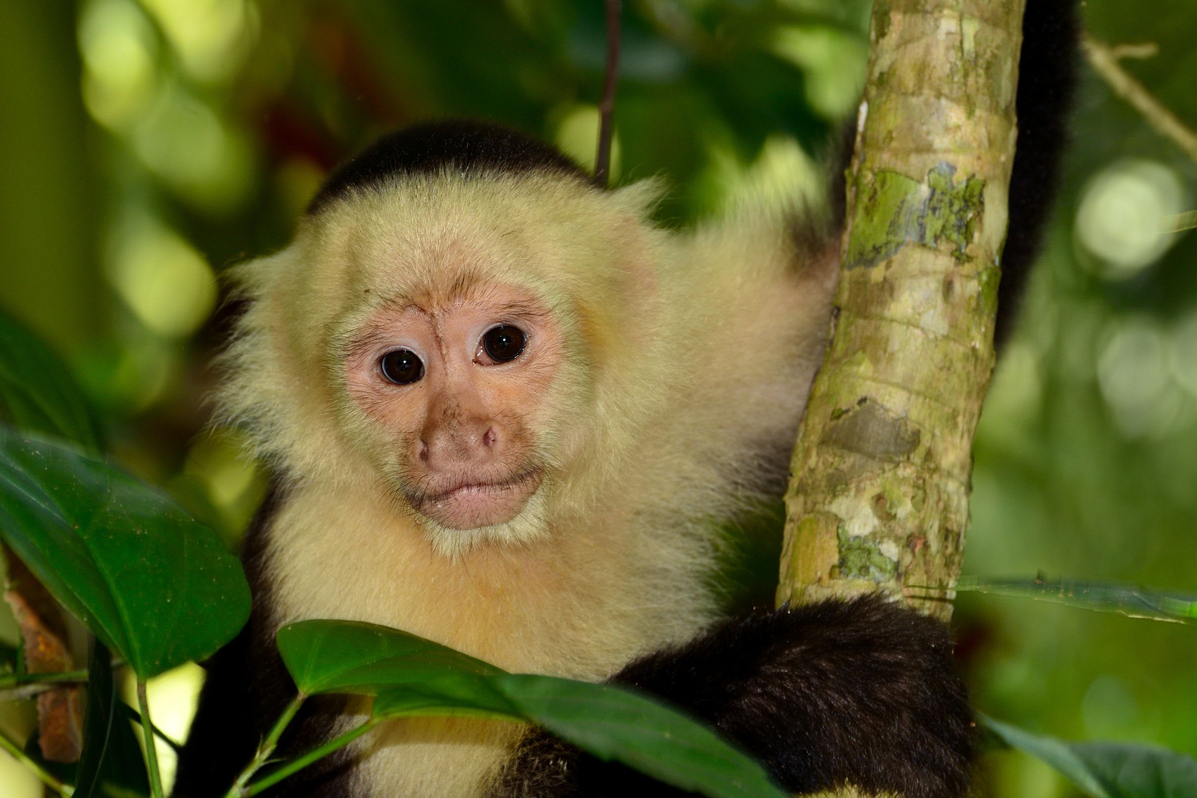 Manuel Antonio National Park