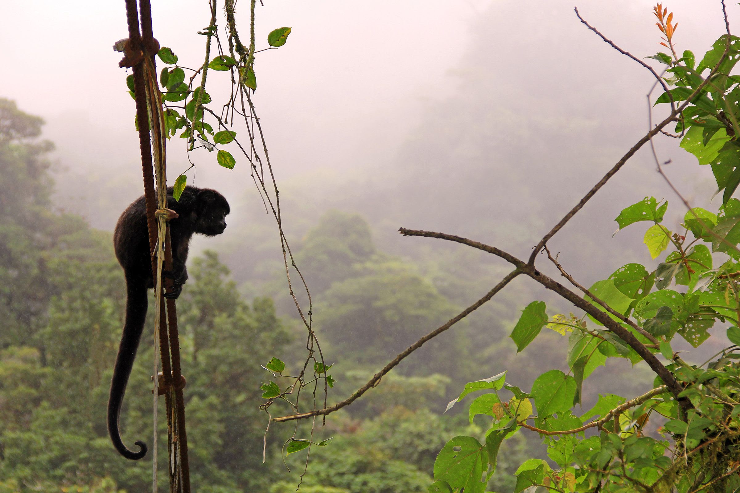 Monteverde Reserve