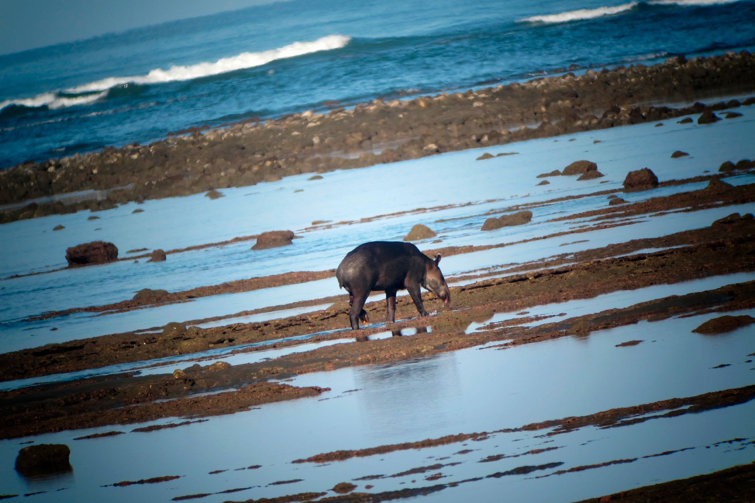 Responsible Encounters: Tapir Spotting in Costa Rica