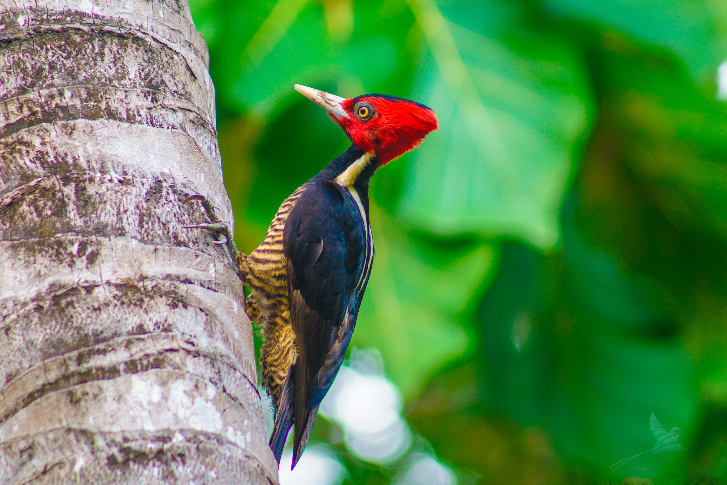 Maximize Your Birdwatching Trip