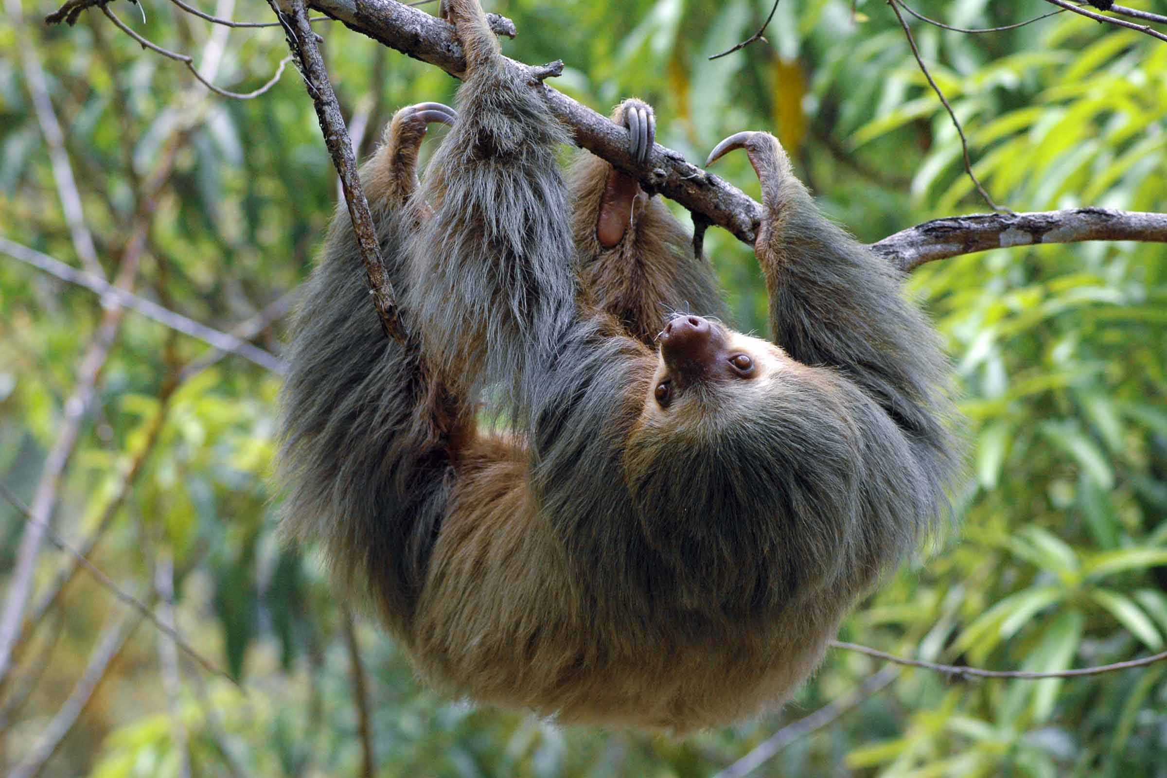 The Costa Rican Sloth: A Truly Amazing Creature!