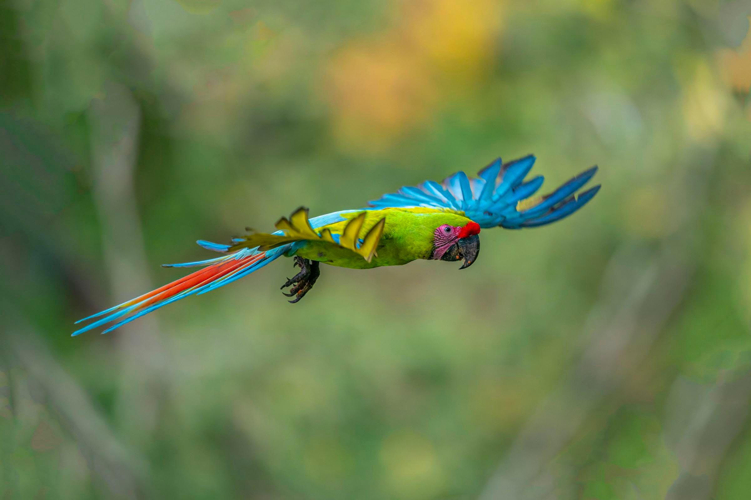 Popular Destinations to See Macaws