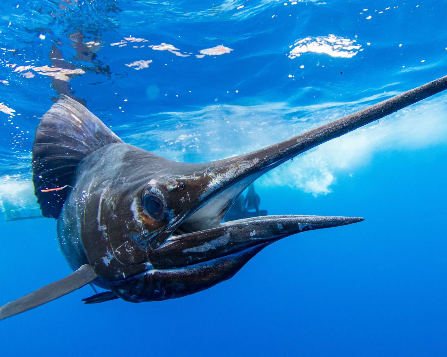The Pelagic/Ocean Waters Biome