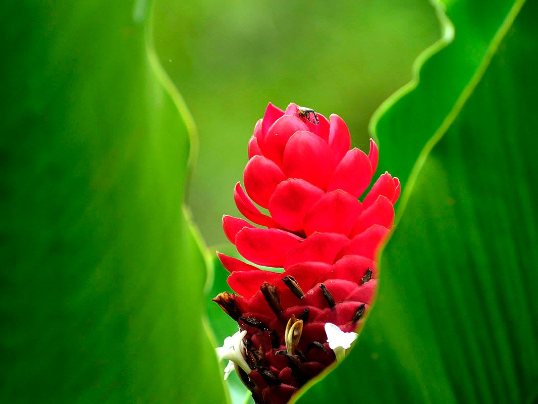 Bromeliads