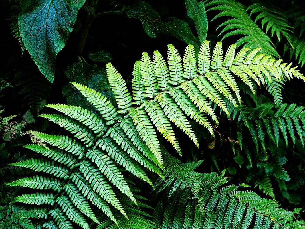 Ferns
