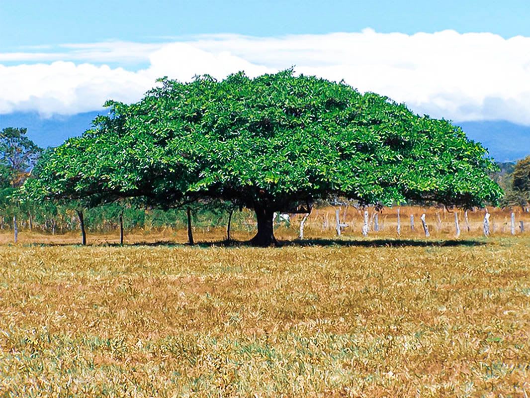 Costa Rica Trees