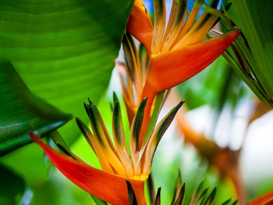 Heliconias