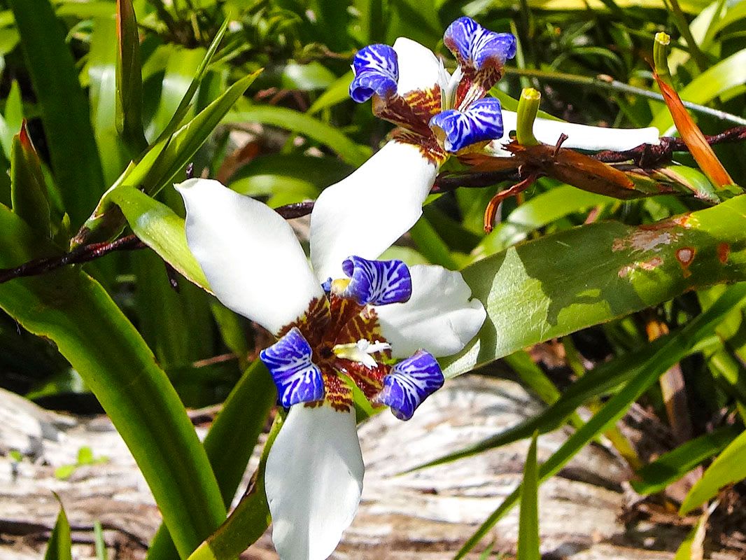 Orchids