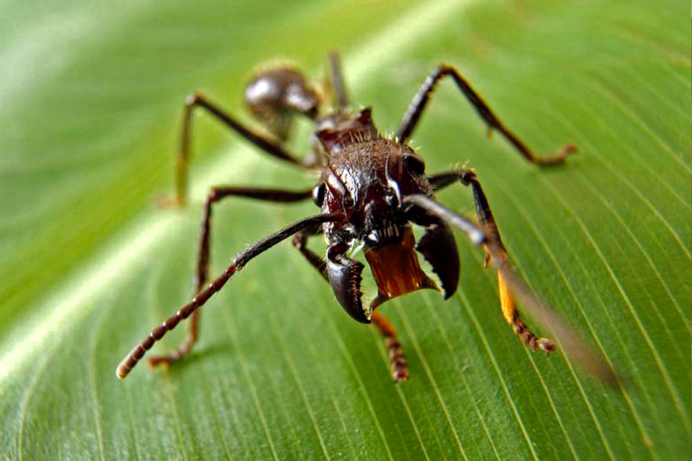 The Bullet Ant