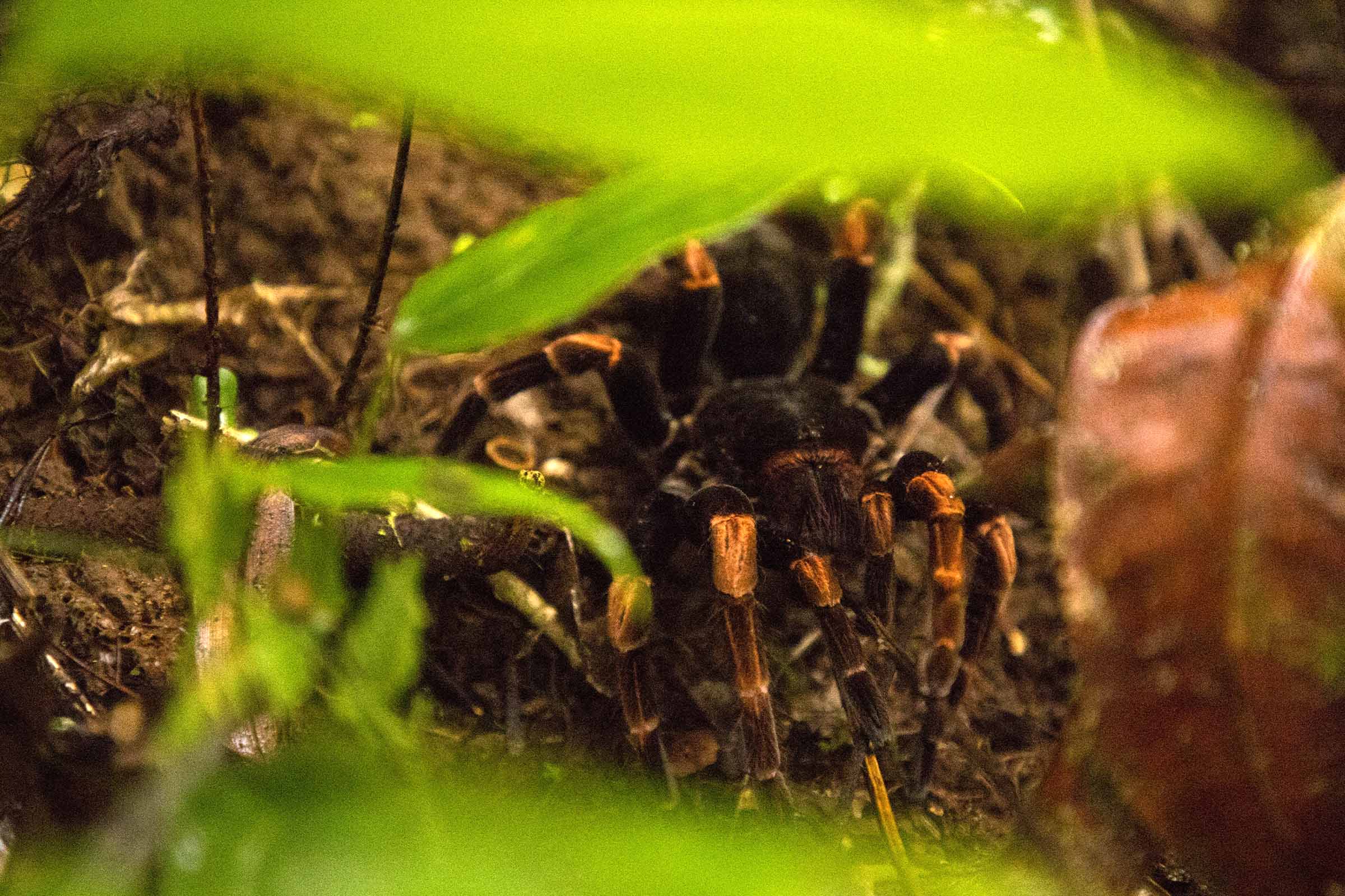 Tarantulas