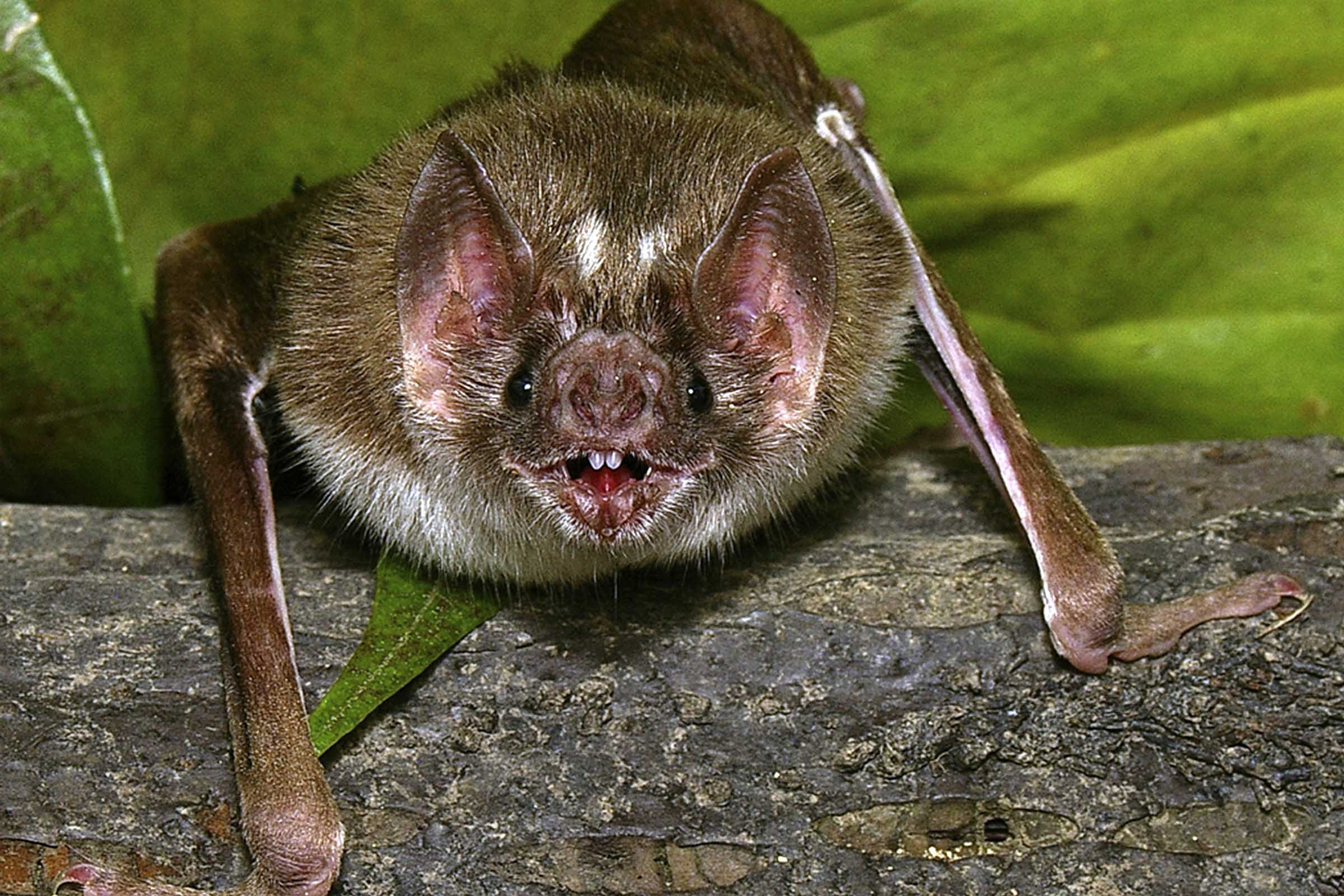Vampire Bat