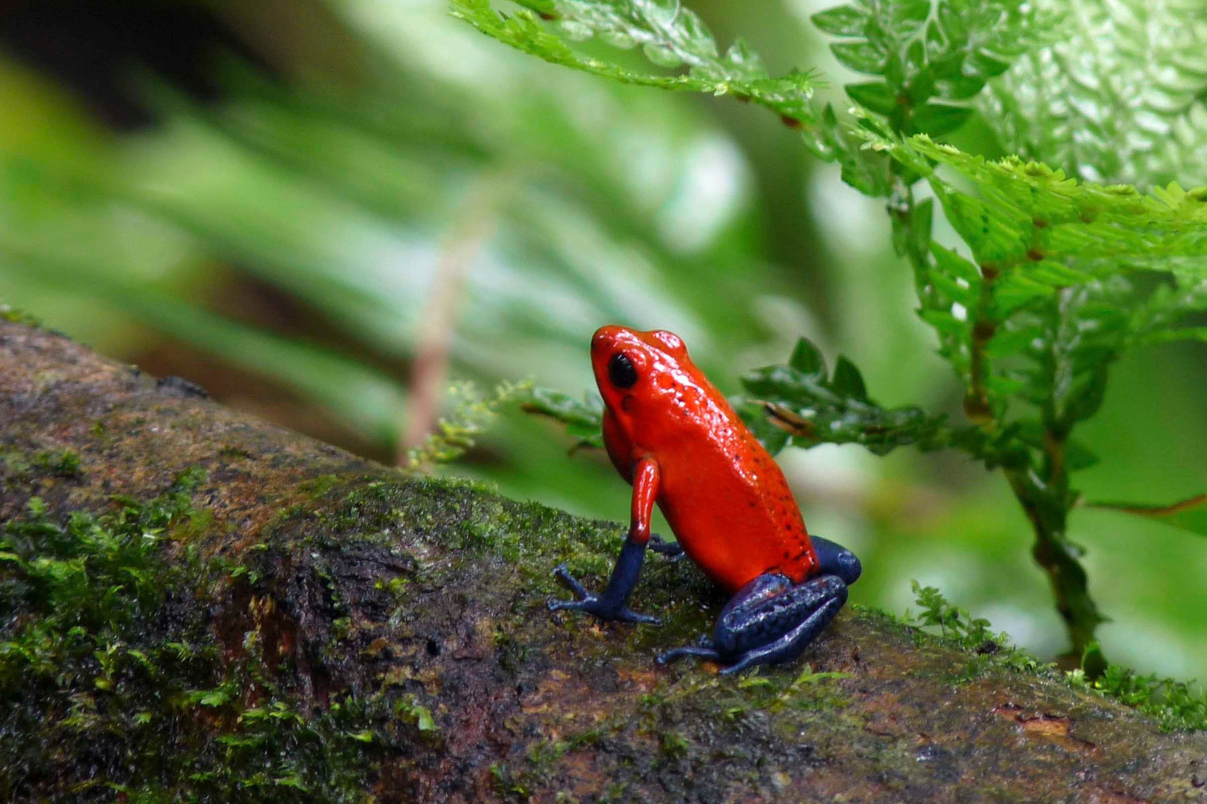 The Poison Dart Frog