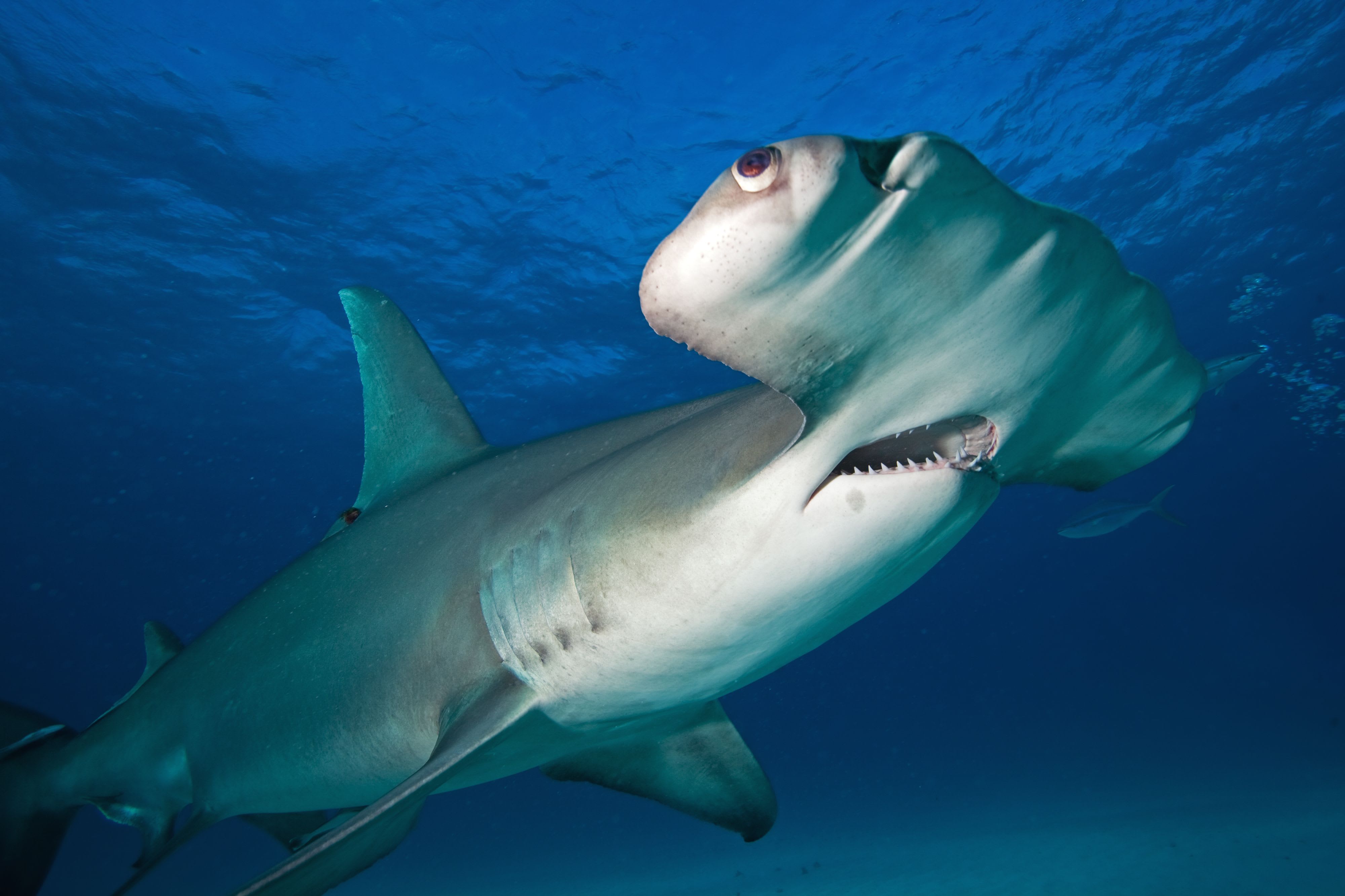 The Hammerhead Shark