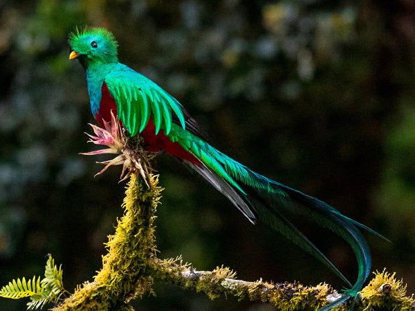 Sought-After Birds in Costa Rica