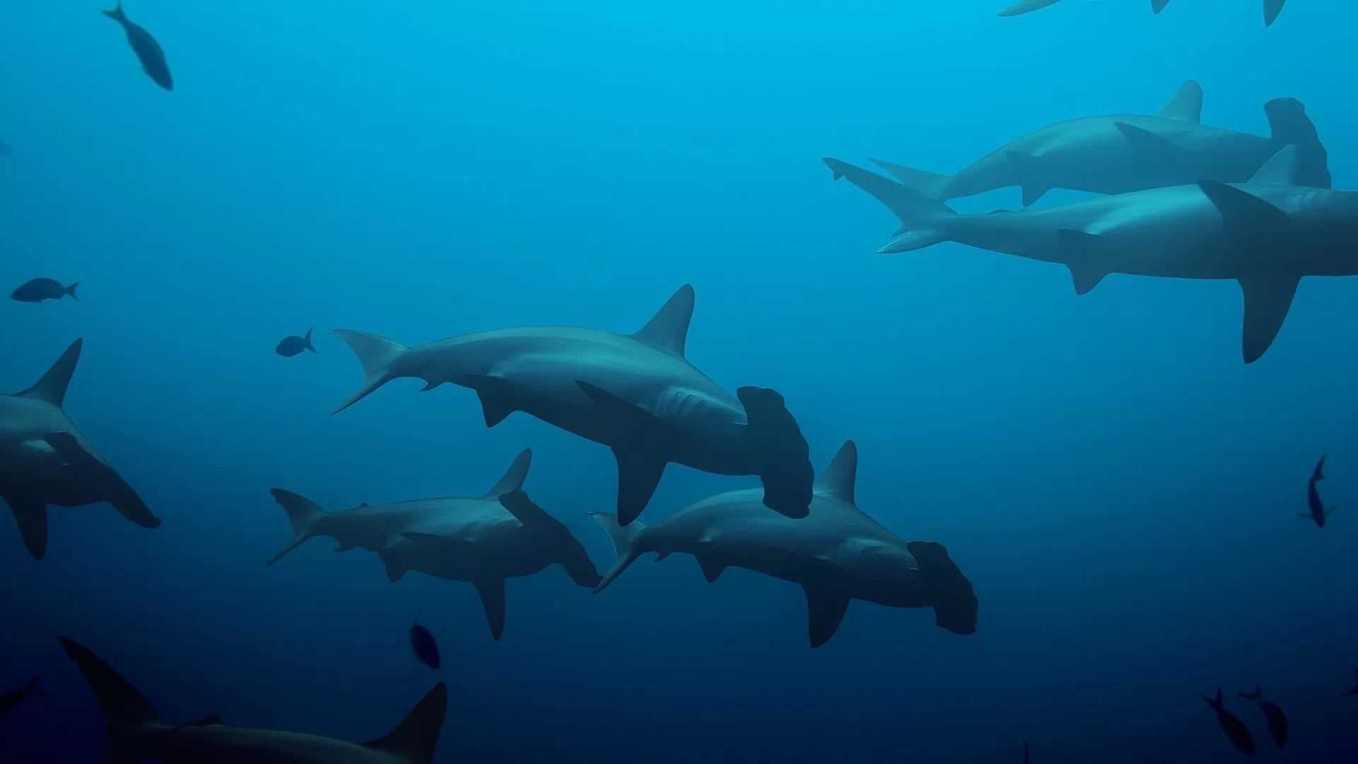 Services and Infrastructure